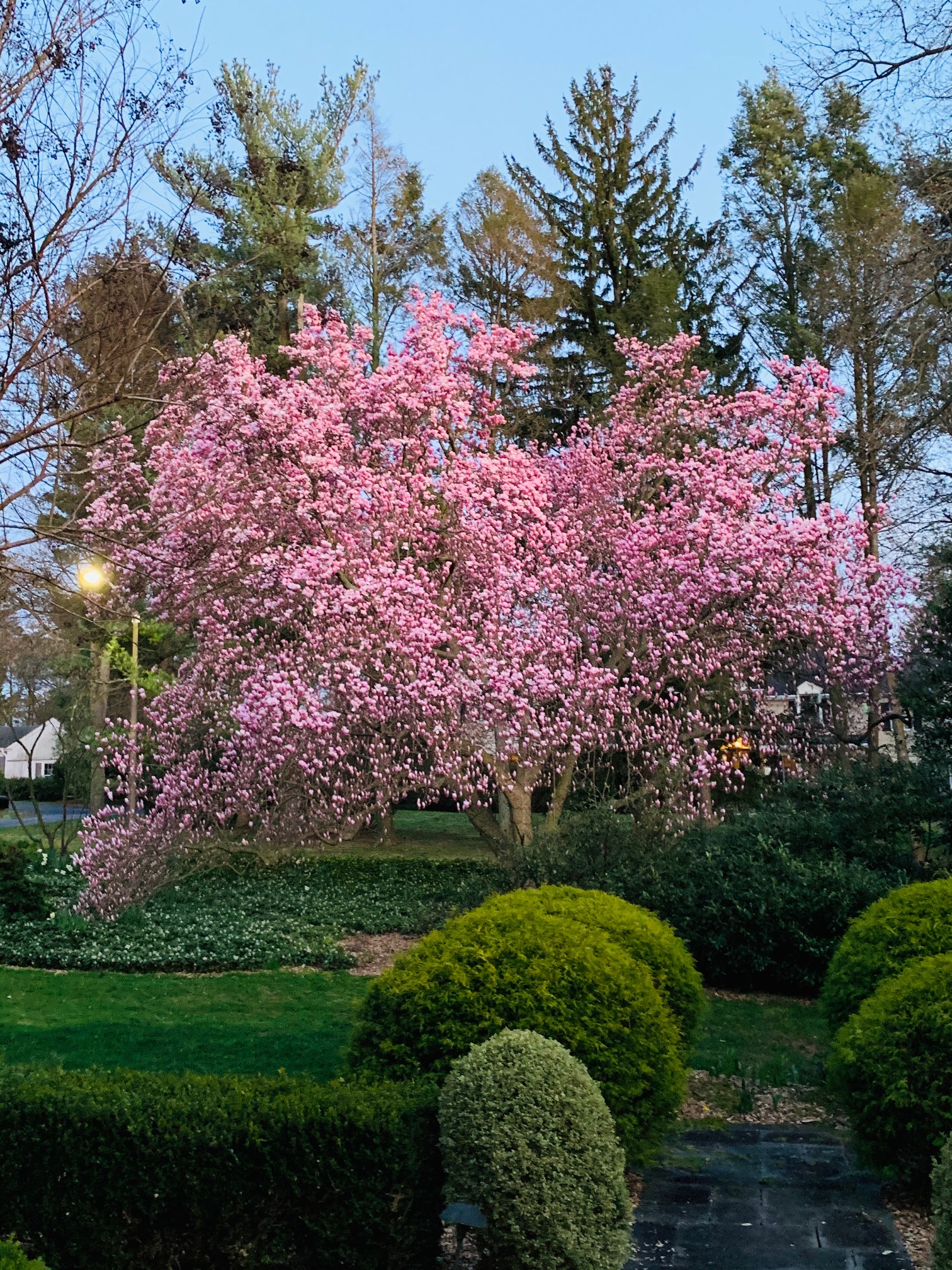 Since the magnolias last bloomed - Laura Vanderkam