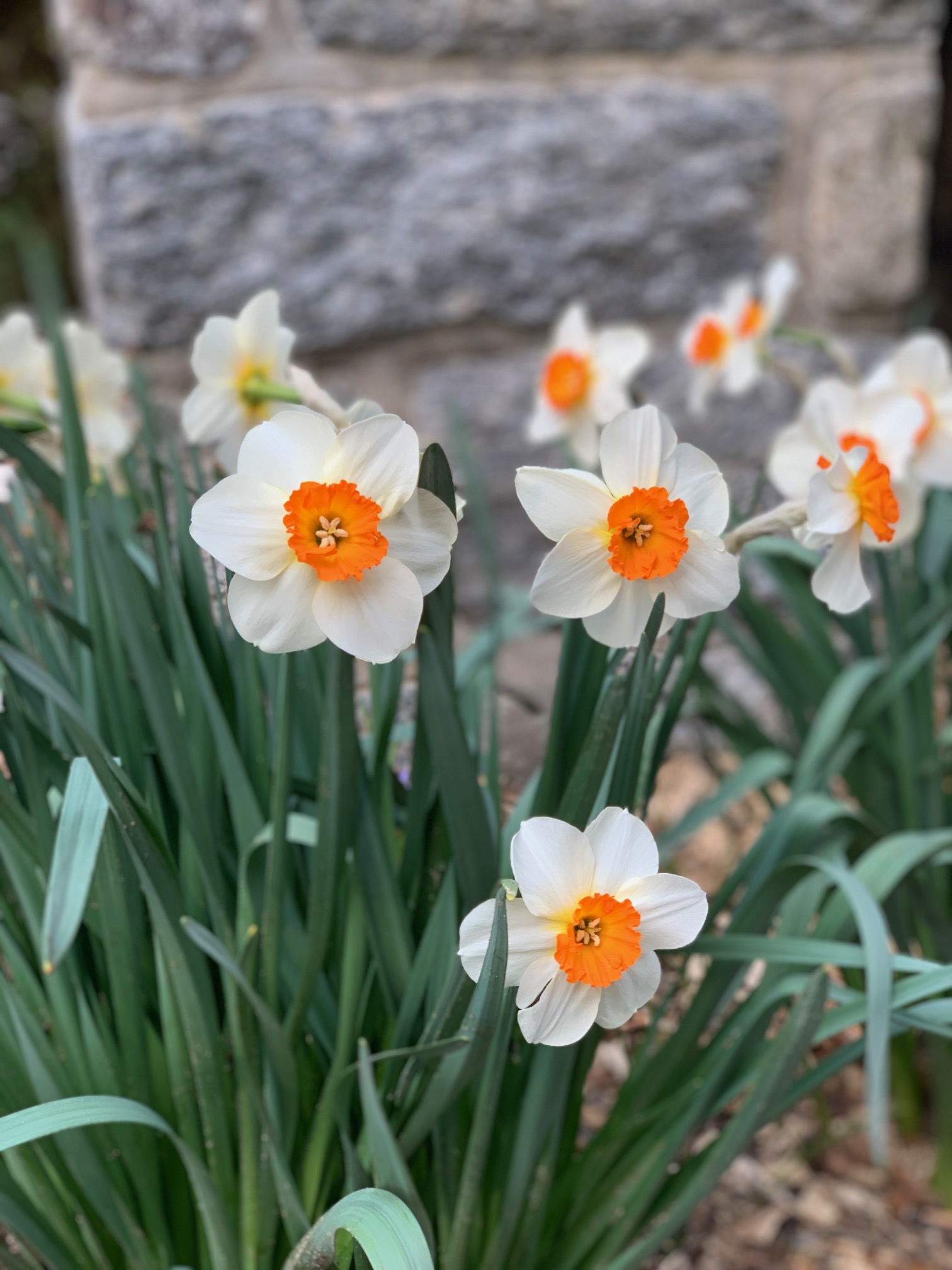 Friday miscellany: Spring has sprung