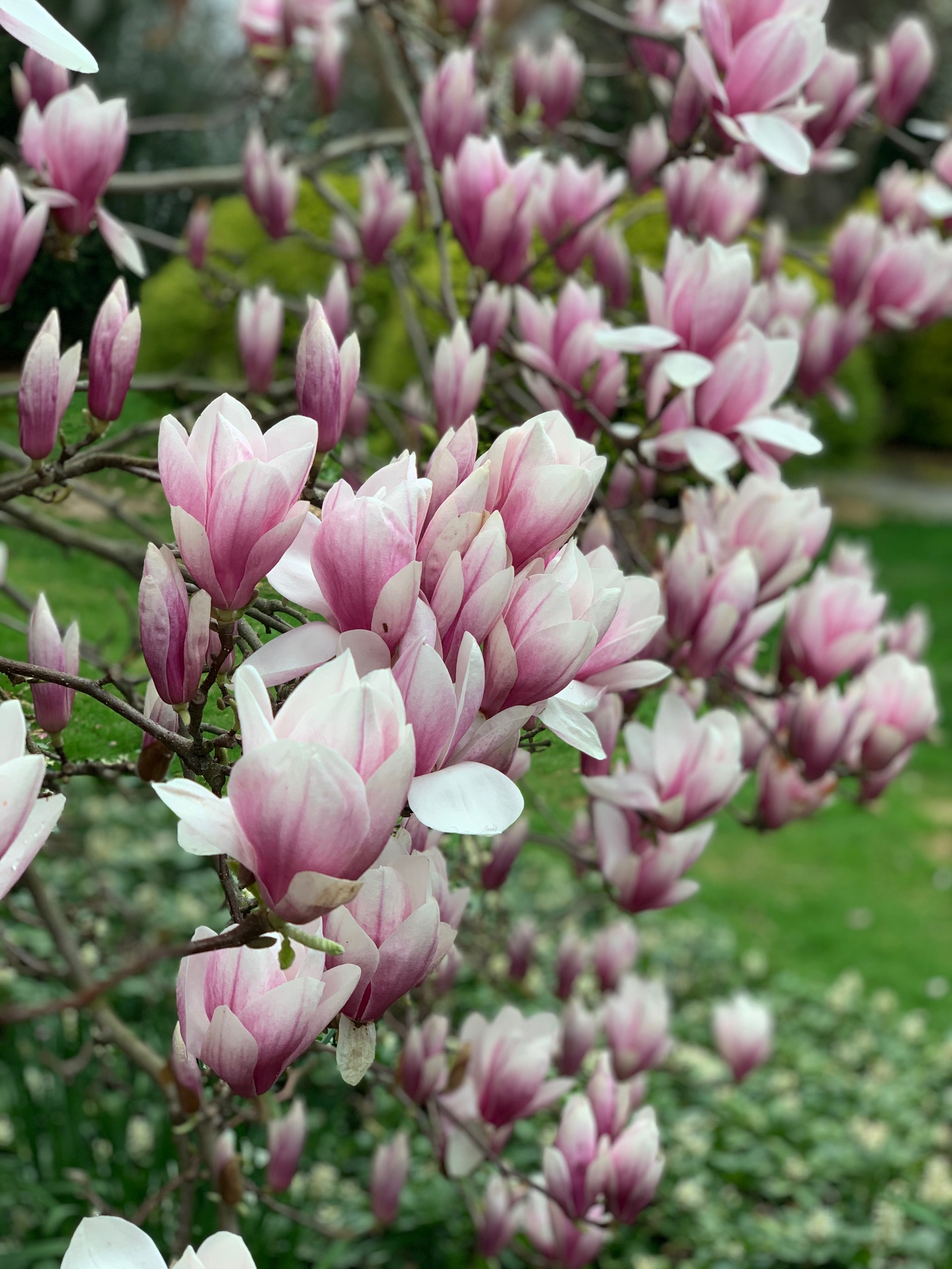 Magnolia Pod Geocache 