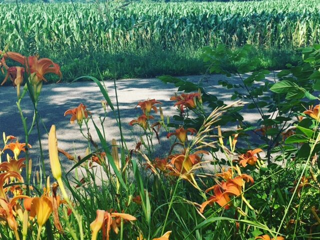 July summer sonnets